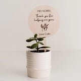 Plant Stick (teacher) Pine