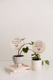 Plant Stick (teacher) Pine